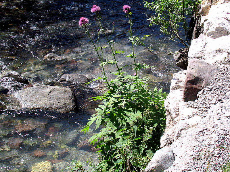 Cirsium alsophilum / Cardo montano